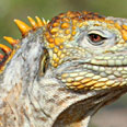 Animaux - reptiles - mammifères - Galapagos