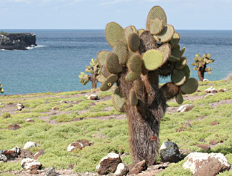 Cactus - Opuntia