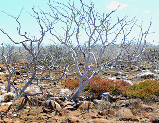 Flore des Galapagos