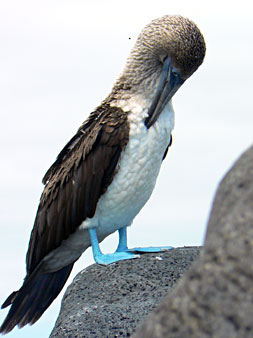 Fou à pied bleu