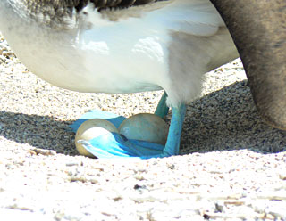 Fou à pied bleu