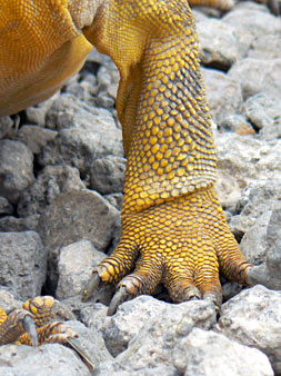 Iguane terrestre