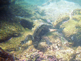 Iguane marin broutant des algues