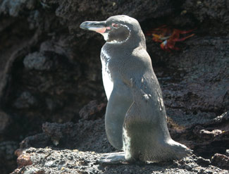 Ile Galapagos Oiseaux Avifaune Hominidés