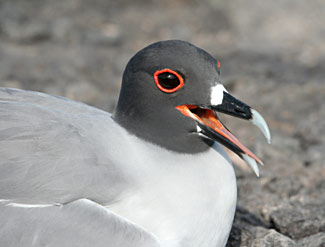 mouette-queue-aronde.jpg