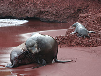 https://www.hominides.com/data/images/illus/galapagos/otarie-fourrure-son-petit.jpg
