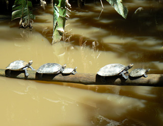 Tortues d'Amazonie