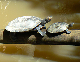 Tortues d'Amazonie