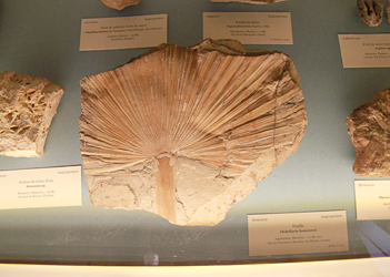 Angiosperme
