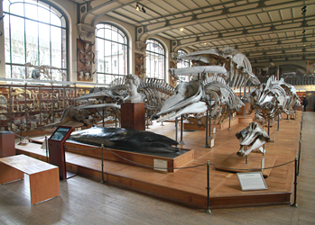 Les cétacés ) la galerie d'anatomie comparée