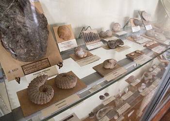 Collection Lamarck