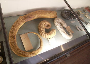 Coquillages