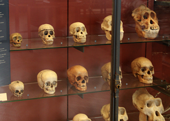 Crânes de différents primates comparés