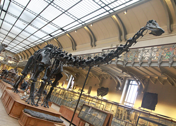Galerie De Paleontologie Et Anatomie Comparee Hominides