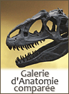 Galerie d'anatomie comparée et de paléontologie