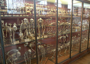 Vitrine des primates
