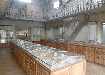 Collections Lamarck et Orbigny