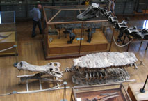 Sarcosuchus imperator