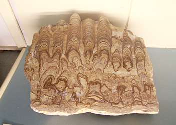 Stromatolite