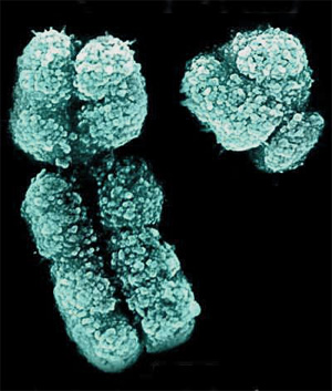 Pas les mêmes chromosomes Y néandertalien chez sapiens