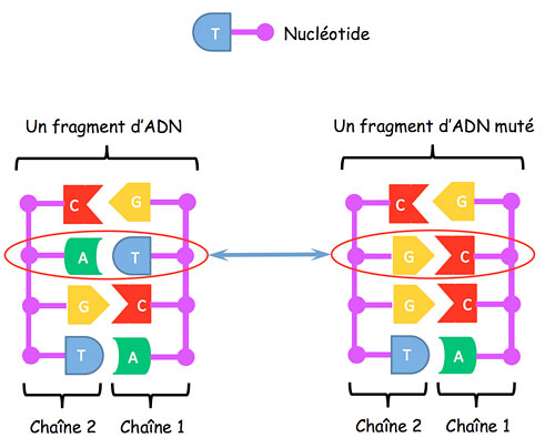 Schéma mollecule d'ADN et nucléotides associés