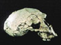 Homo georgicus