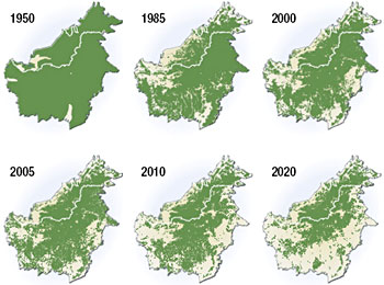 Deforestation - l'exemple de l'Ile de Bornéo