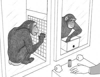 Altrisme et générosité des chimpanzés - expérience