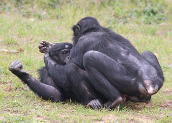 Accouplement bonobos : la position face à face... très rare dans le règne animal, à part l'homme bien sur !