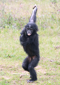 Danse du bonobo