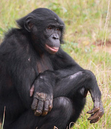 Le génome du bonobo decrypté