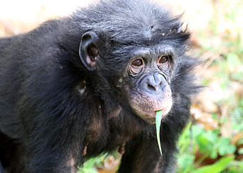 Bonobo qui mange