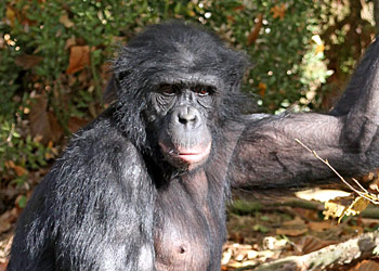 Bonobo, une vraie star habituée aux objectifs...