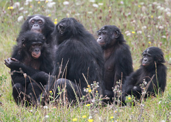 la tribu de bonobos