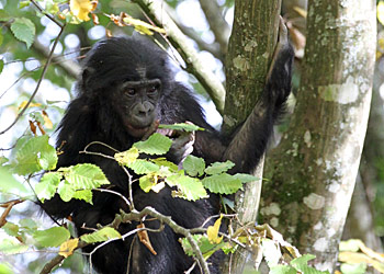 Un bonobo grimpé dans un arbre