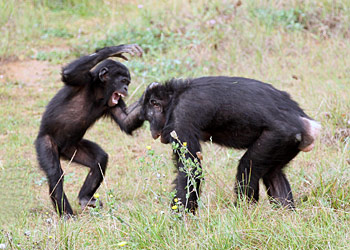 Jeux de bonobos