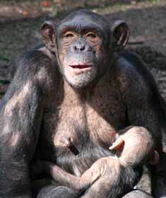 Chimpanzé femelle et son petit