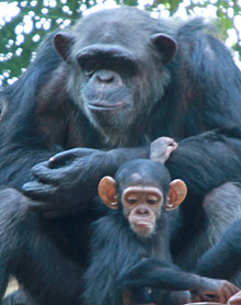 Gestes et comportements des chimpanzés
