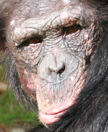 Chimpanzé, des nids au sol comme des australopithèques ? 