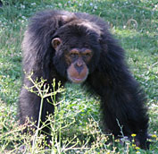 Un chimpanzé à la Vallée des singes