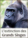 Extinction des grands singes