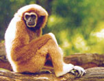 Le gibbon, le grand singe le plus éloigné de l'homme