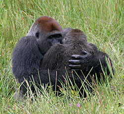 Gorilles en pleine copulation face à face