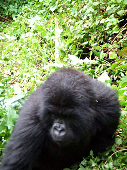 Gorille Rwanda