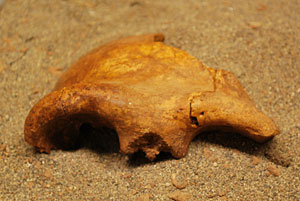 Crâne d'Homo erectus trouvé en 2011 à la grotte du Lazaret daté de - 170 000 ans