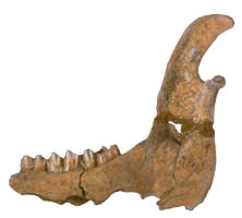 Cerf adulte Mandibule