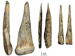 Ossements de néandertaliens retrouvés dans la Grotte du renne à Arcy sur Cure