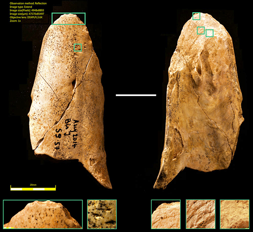 Outil de néandertal en os