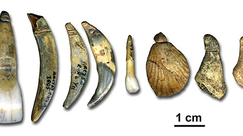 Parure de la grotte du Renne - Chatelperronien