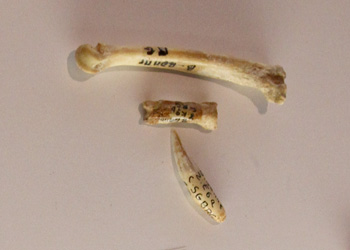 Lynx des Cavernes